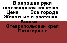 В хорошие руки шотландская кошечка › Цена ­ 7 - Все города Животные и растения » Кошки   . Ставропольский край,Пятигорск г.